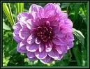 Quelle est la difinition de Dahlia?