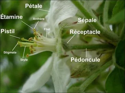 Qu'est-ce que la corolle?