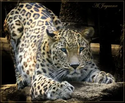 Il vit en Afrique et en Asie !