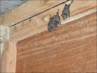 Je dors la tte en bas !