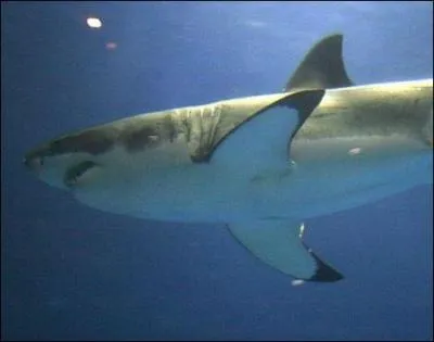 On me surnomme  Les dents de la mer   !