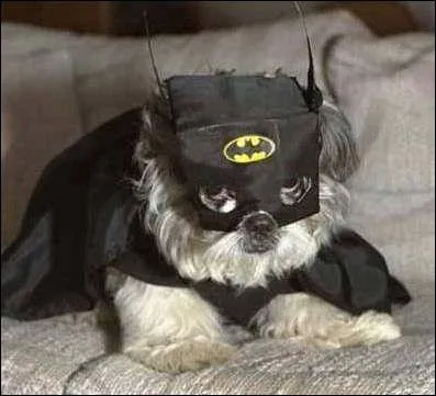 En quoi est dguis le chien ?