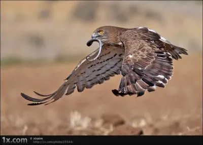 Quel est cet oiseau ?