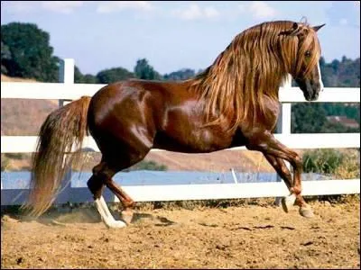 Quelle est cette race ?