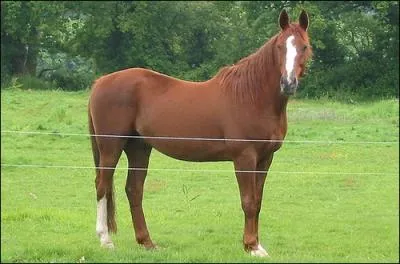 Quelle est cette race ?