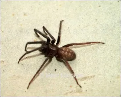 On est arachnophobe quand on a peur des :