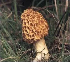 Si la morille commune est un champignon excellent une fois cuite, qu'en est-il quand elle est crue ?
