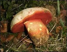 Quelle est la valeur nutritive du bolet satan, commun en France en t et en automne ?