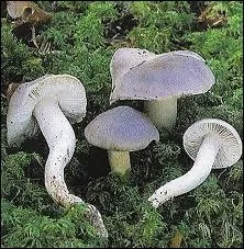 Dans les Alpes et le Jura, on peut rencontrer des tricholomes tigrs, quels comestibles sont-ils ?