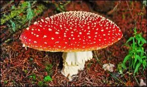 Quel champignon provoque de graves troubles gastros-intestinaux et surtout nerveux ?
