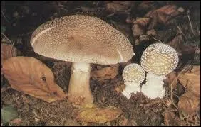 Quelle amanite est un excellent comestible ?