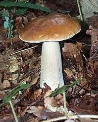 Quiz Champignons