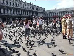 Surnommée par Napoléon ''le plus élégant salon d'Europe'' , quelle est cette place envahie de pigeons près du palais des Doges ?