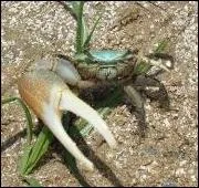 Son nom peut laisser penser qu'il connat la musique !