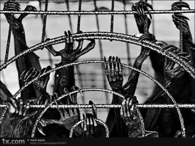 Quels animaux sont enferms dans cette cage ?