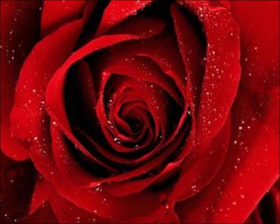 Dans  Dr. House  le clbre Dr. House offre une rose  chaque candidat recrut qu'il renvoie. Dans quelle saison de la srie offre-t-il cette fameuse rose ?