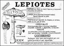 Quelle sorte de lépiote est un excellent comestible ?