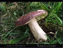 Une de ces russules est toxique, provoquant vomissements ou purges. Laquelle ?