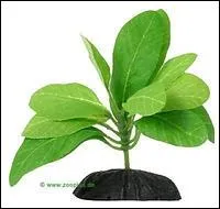 Cette plante est-elle une feuille de tabac ?