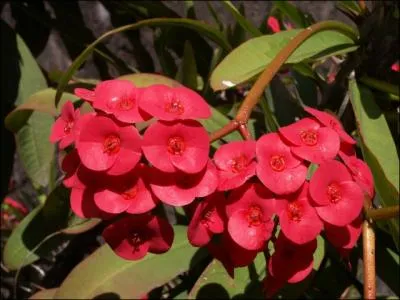 Cette plante est-elle une plante  pines ?