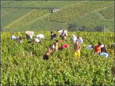 Vocabulaire : quel verbe dsigne l'action de rcolter le raisin qui produira le vin ?