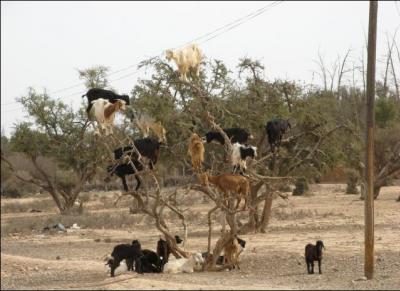Au Togo, les chèvres jouent à chat-perché !