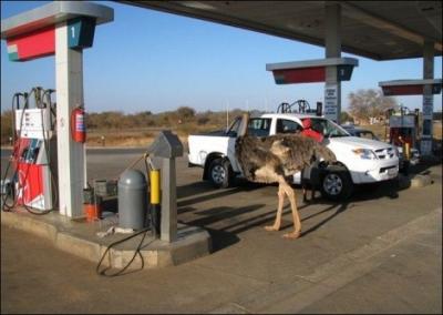 Elle a sans doute besoin de carburant, cette autruche du Kenya !