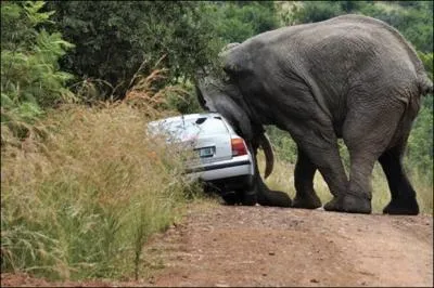 Il vaut mieux tre bon conducteur au Gabon !