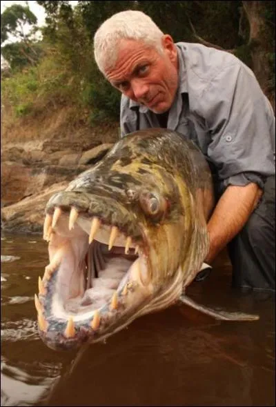 En Rpublique Dmocratique du Congo, ce poisson tigre goliath a une prfrence marque pour la partie la plus charnue de votre individu !