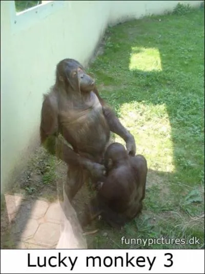 La Guine est au top, mme les singes se font plaisir !