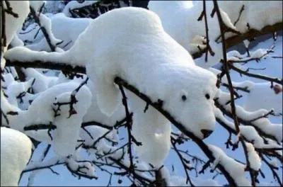 Qu'y a-t-il sur ces branches ?