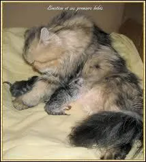 Que coupe la chatte aprs que tous les petits soient ns ?