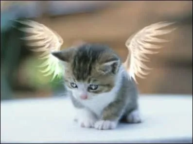 Les chats rvent-ils plus que les humains ?