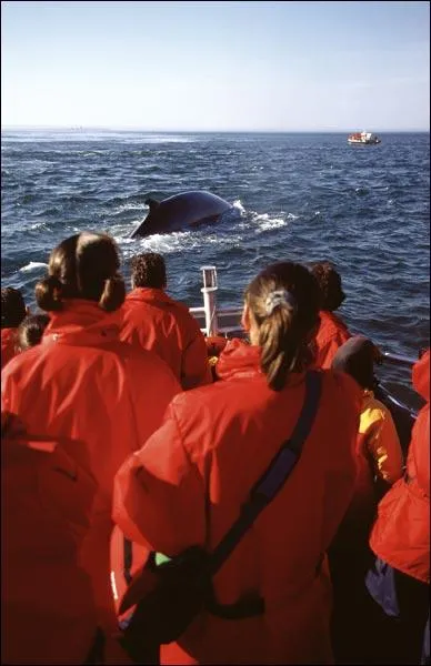 Lors de croisires, vous pourrez observer ces magnifiques animaux marins. Quels sont ces mammifres ?