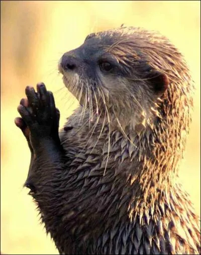 Combien de loutres reste-t-il en France actuellement ?