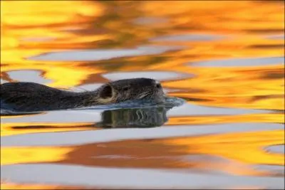 Quelle longueur peut atteindre le corps du ragondin ?