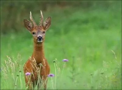 De quoi se nourrit le chevreuil ?