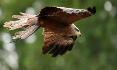 De quelle forme est la queue du milan noir ?