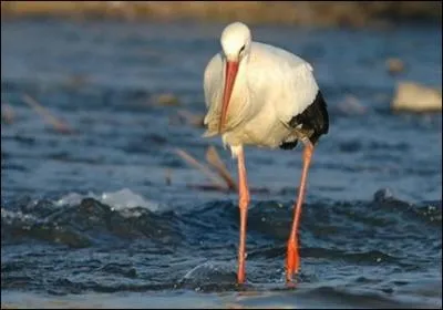 A-t-on le droit de toucher un nid de cigogne ?