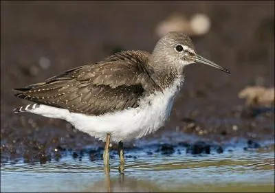 De quelle couleur est le dos du chevalier cul-blanc adulte ?