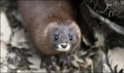 LES MAMMIFRES : Quels mois de l'anne naissent les jeunes visons ?