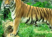 Quiz Les tigres