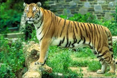 Le tigre est ...