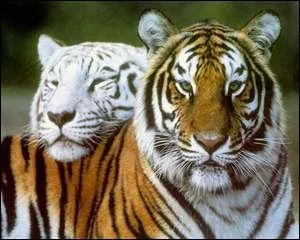 Comment dit-on tigre en latin ?