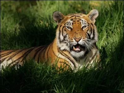 Le tigre est en voie de disparition...