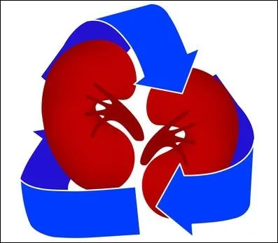 Quel gant d'Internet a lanc une nouvelle application qui permet  ses utilisateurs d'ajouter le statut  donneur d'organes   leur profil ?