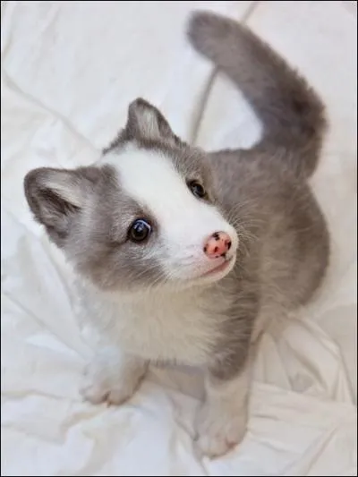 Il vit dans des rgions glaciales !