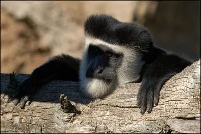 Ce singe vit en Afrique !