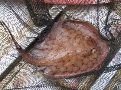 Certaines d'entre elles remontent les rivires d'eau douce !
