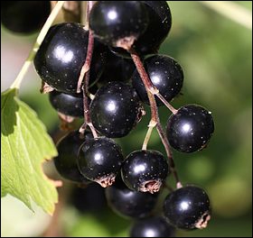 Ce fruit, appelé aussi groseillier noir, est réputé pour ses vertus thérapeutiques. Son nom est aussi celui d'une ville du sud de la France, et plus précisément...